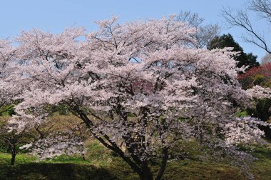 Japonya 'da kiraz çiçeği