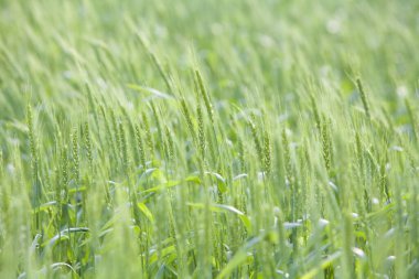Yeşil buğday kulak alanında 