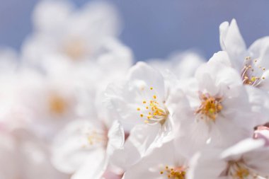 Bahçedeki güzel çiçeklerin yakın plan görüntüsü. kiraz çiçekleri     