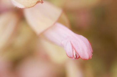 yakın - pembe çiçeğin görünümü