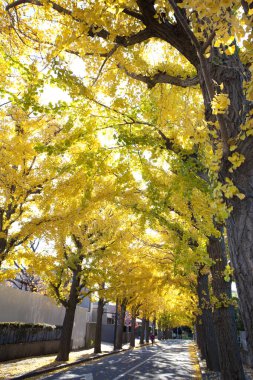 Parkta sonbahar yaprakları