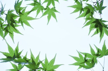 Bahar ormanlarında yeşil yapraklar, doğa bitki örtüsü