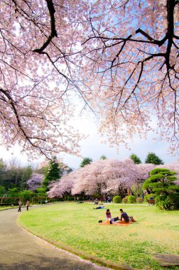 Gündüz kiraz çiçeği, arka plan görünümü 