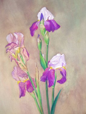 Güzellik çiçekleri, el çizimi çizimleri. 