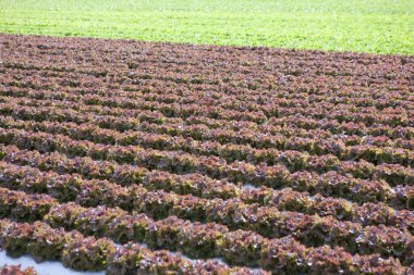 taze marul sebze bahçesinde büyüyen