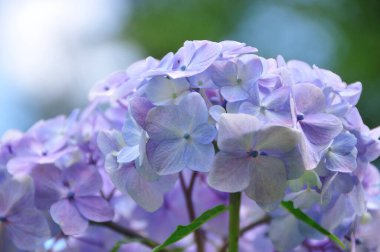 Bahçede çiçek açan güzel ortanca çiçekleri