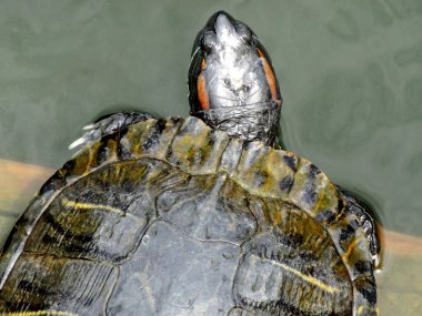 Kaplumbağa hayvan arka planda suyun üzerinde, yakın çekim