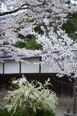 Park 'ta kiraz çiçekleri, Japonya 