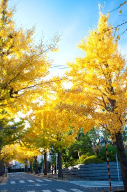 Kyoto, Japonya 'da sonbahar akçaağaç ağaçları