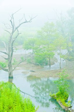 Birkaç ağacı olan bir nehir.