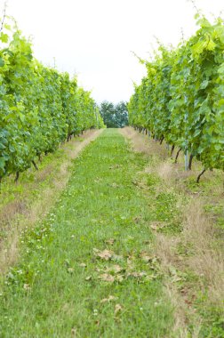 Ve üzüm bağları, saflar halinde dizilmiş üzüm bağları.