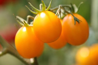 Daldaki olgun organik domateslerin yakın plan görüntüsü