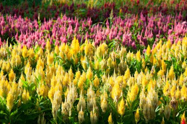 Bahçedeki güzel renkli çiçeklerin manzarası.    