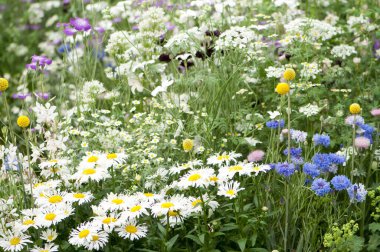 Bahçedeki güzel çiçekler