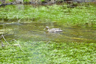 Gölet üzerinde yaban ördeği