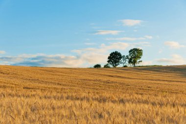 Yazın arka planda güzel bir gökyüzü olan buğday tarlası
