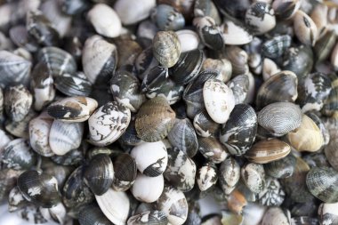 Birçok farklı deniz kabuklarının doğal arkaplanı görüntüsünü kapat