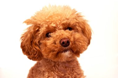 Maltipoo köpek yavrusu beyaz arkaplanda izole edildi 