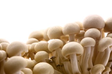 Beyaz arkaplanda shimoji mantarları