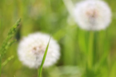 Yeşil çimlerin üzerinde karahindiba çiçeği 