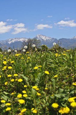 Bahar mevsiminde, açık mavi gökyüzünün altında kar kaplı uzak dağların altında renkli bir kır çiçeği tarlası.