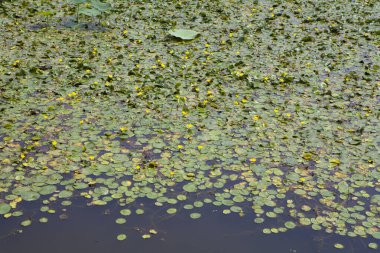 Bir yaz günü yeşil yapraklı ve nilüferli gölet         