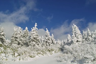 Karla kaplı ağaçlarla kaplı güzel kış manzarası