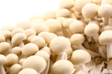 Beyaz arkaplanda shimoji mantarları