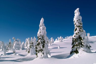 Dağların tepesinde karla kaplı güzel ağaçlar