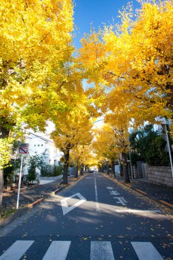 Tokyo şehrinde güzel bir sonbahar manzarası