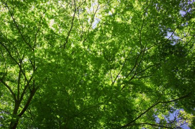 Ormandaki ağaçlarda yeşil yapraklar 