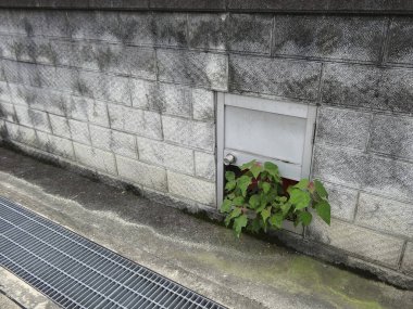 Küçük bir pencerede yeşil bitki, yakın plan görüntü