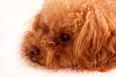 Maltipoo köpek yavrusu beyaz arkaplanda izole edildi 