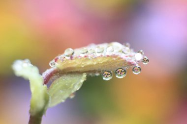 Su yeşil bitkiye damlıyor, yakın plan 