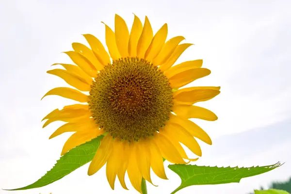 beautiful sunflower on white background, close up
