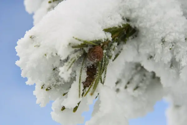 Rama Árbol Con Nieve Blanca Esponjosa Bosque —  Fotos de Stock