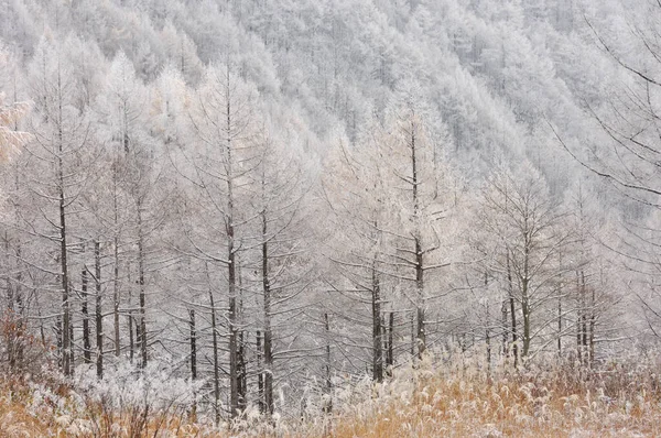Όμορφο Δάσος Χειμώνα Χιονισμένα Δέντρα Στην Ιαπωνία — Φωτογραφία Αρχείου