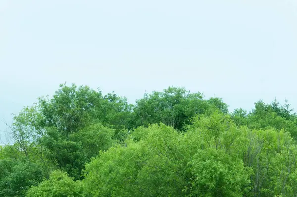 森と青空の美しい緑の木 自然のフローラ — ストック写真