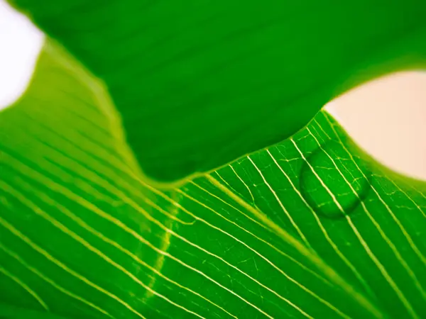 美しい新鮮な緑の葉のテクスチャされた抽象的な背景 — ストック写真