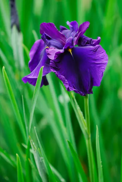 Purple Flower Field Green Grass — Stock Photo, Image