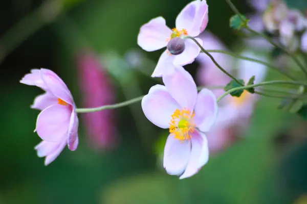 Bulanık Arkaplanı Olan Çiçeklerin Yakın Çekimi — Stok fotoğraf