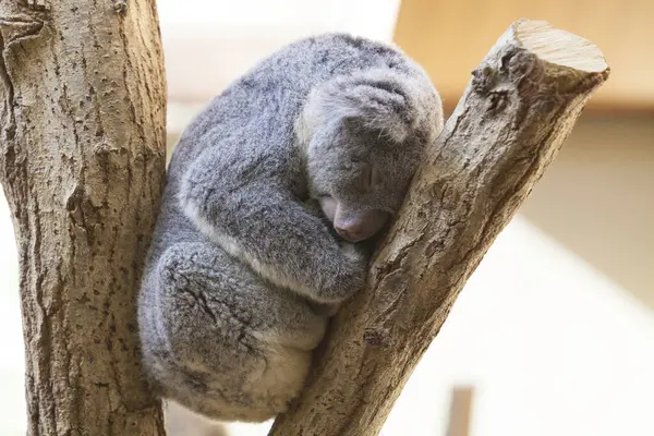 Niedlicher Koala Schläft Auf Einem Ast Zoo — Stockfoto