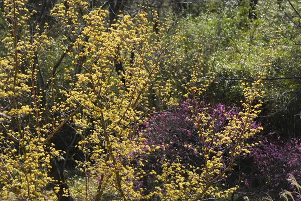 森の木の端にある黄色い花 — ストック写真