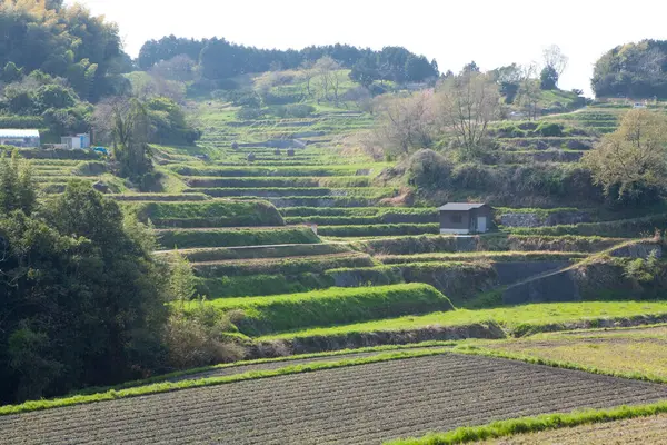 Japonya Daki Yeşil Pirinç Tarlaları — Stok fotoğraf
