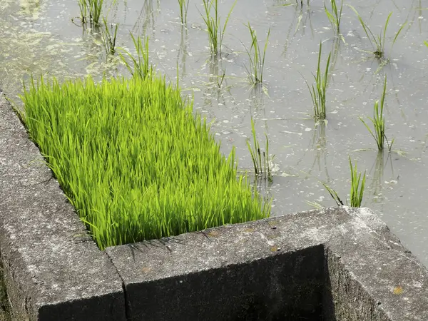 stock image rice  field with water, close up 