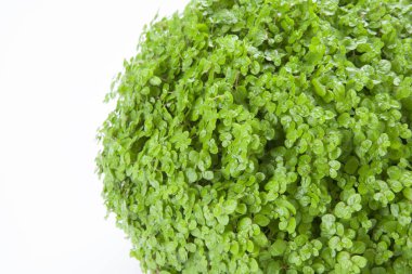 Taze yeşil yaprakların arkaplanı, kapat