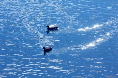 Suda yüzen ördek sürüsünün güzel manzarası      