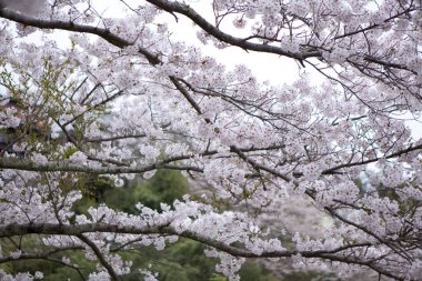 Bahçedeki güzel pembe kiraz çiçekleri, yakın manzara.