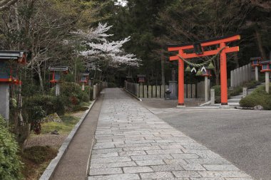 Parkta kiraz çiçeği. Japonca