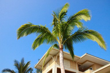 Mavi gökyüzünün arka planında palmiye ağaçları ve bina
